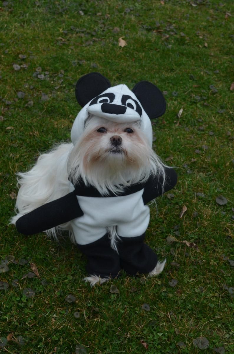 Dogs Dressed Up As Pandas References